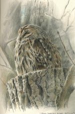 Tawny-owl-reddish.jpg