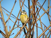 Blue Tit 3.jpg