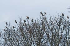 Westhill waxwings.jpg