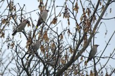 Westhill waxwings2.jpg