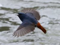 Plumbeous-Redstart-Wu-Yuan-L.jpg