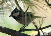 Coal-Tit-Huangshan-Mountain-XL.jpg