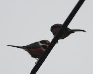 Black-Throated-Tit-Huangshan-L.jpg