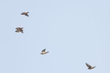 2012-10-29 Japanese Waxwings.jpg