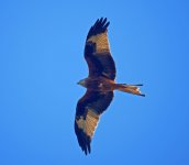 Red Kite 3_Highfield_14 Oct 12_P-R.jpg