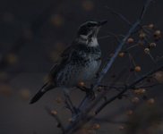 Dusky thrush.jpg