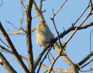 Eurasian Siskin.jpg