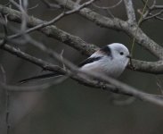 Long-tailed tit.jpg