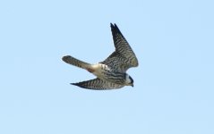 Amur Falcon.jpg