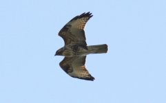 Eastern Buzzard.jpg