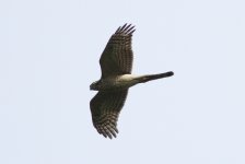 Eurasian Sparrowhawk.jpg