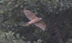 Northern Goshawk.jpg