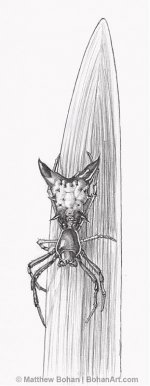 micrathena.jpg