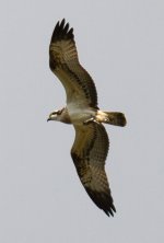 Bird02753sml_20120929.jpg