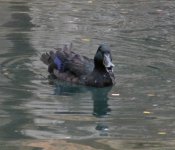 duck 2.jpg