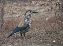 550px-Spotted_Nutcracker[1].jpg