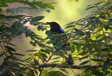 DSCN1931 Asian Fairy Bluebird.jpg