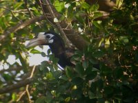 DSCN1923 Oriental Pied Hornbill.jpg