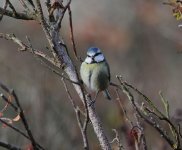 blue tit.JPG