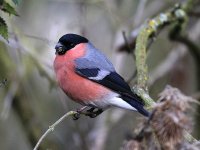 bullfinch2.JPG