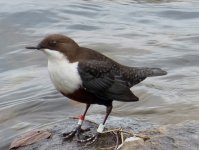 dipper with rings.JPG