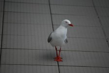 Red-billed 1s.JPG