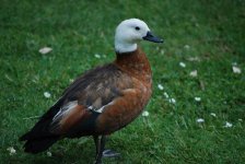 Shelduck F1s.JPG