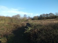 5. dead hedge and NW scrub.JPG