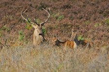 2012_09_29_NF_Red_Deer (2) (640x427).jpg