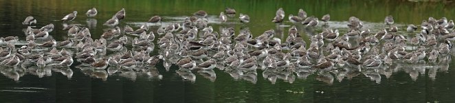 shorebirds roost panorama rx100 kw30x DSC02110.jpg