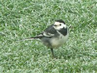 DS pied wagtail frosty garden 2011 2.jpg