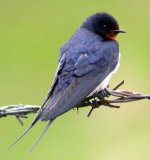 swallow near harmitage apr 06.jpg