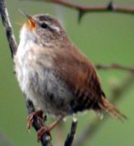 wren singing near hermitage apr 06.jpg