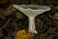 fungi-oct-27-2005-1.jpg