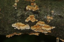 fungi-oct-27-2005-2.jpg