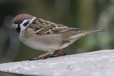 treesparrow310106g.jpg