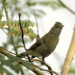 thickbilledwarbler8.jpg