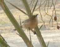 Iraqi Babbler.JPG