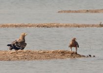 eagles.mainscrape DSC_0104.jpg