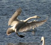 Whooper-swan 150yds.jpg