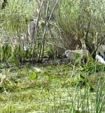 large marsh bird2.jpg