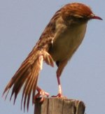 Cisticola 1.jpg