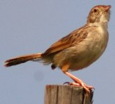 Cisticola 2.jpg