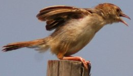 Cisticola 3.jpg