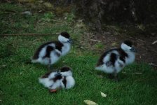 Shelduck babies 2s.JPG