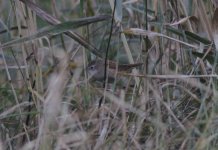 Pallas's Grasshopper Warbler.jpg