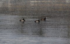 Tufted Duck.jpg