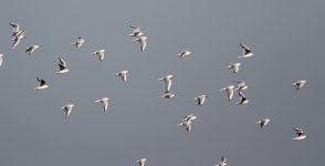 Black-headed Gulls.jpg