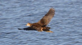 Common Moorhen.jpg