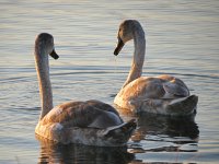 Mute Swan 1.jpg